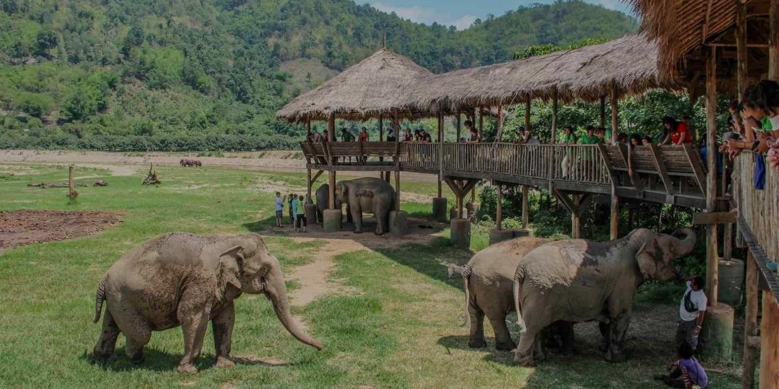 Elephant Nature Park